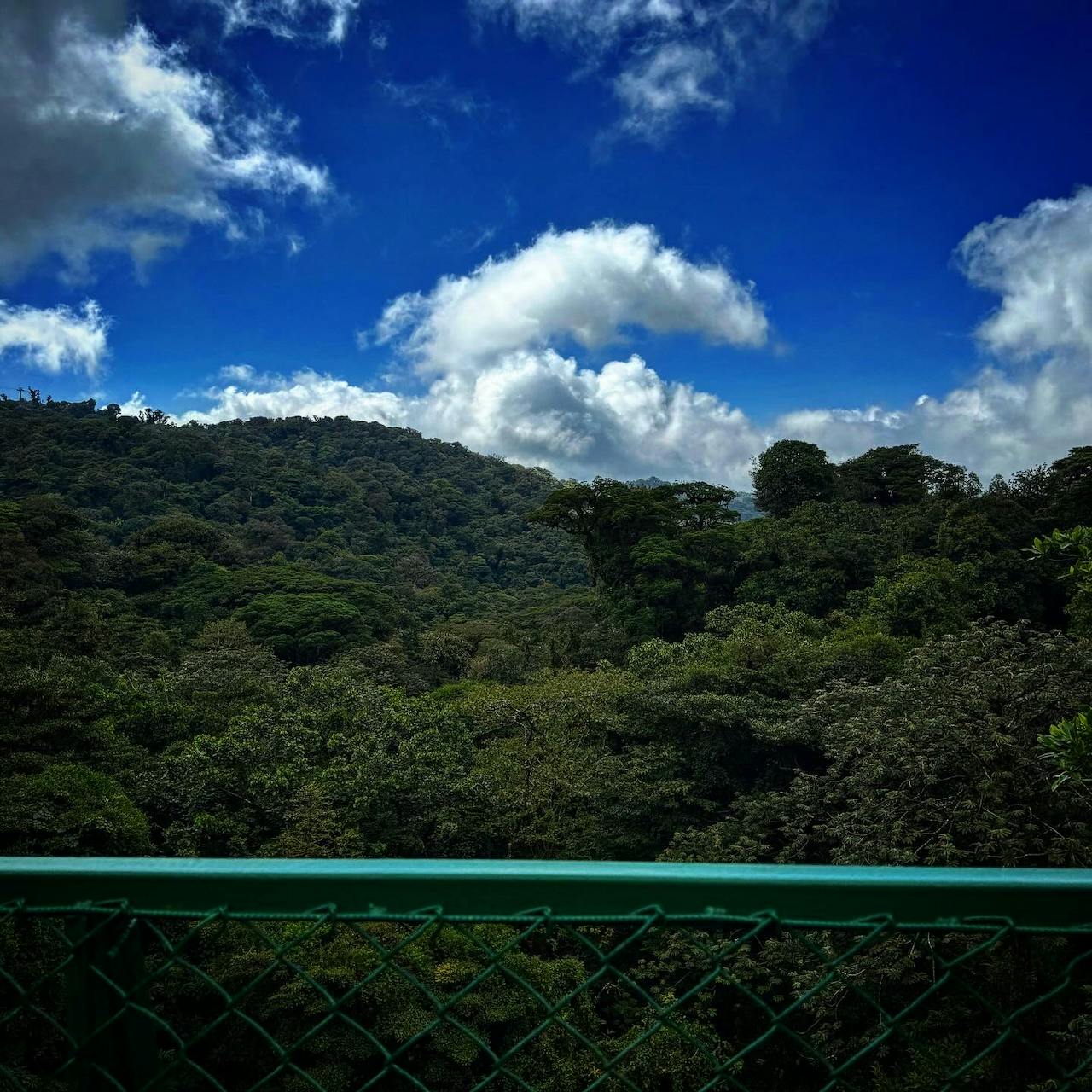Monteverde cloud forest treetops from a cloud bridge