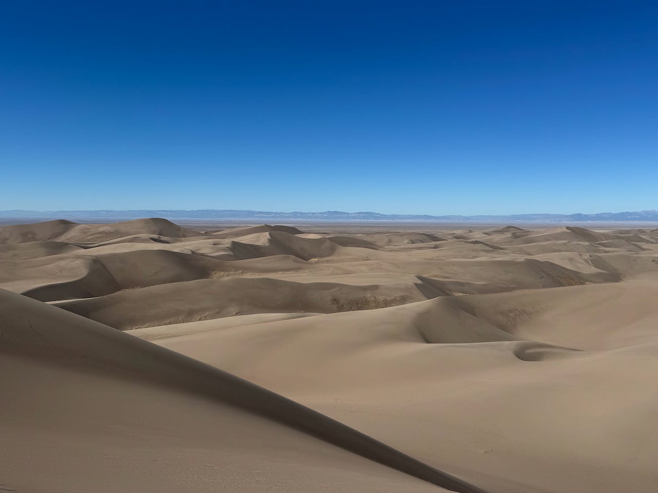 Far shot of the dune field at Great Dunes National Park, golden dunes on a vibrant, clear, blue sky backdrop