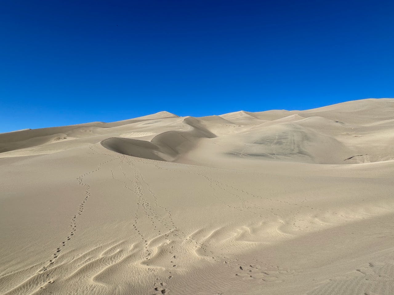 Giant golden sand dunes in front of a vibrant blue sky, at Great Sand Dunes National Park